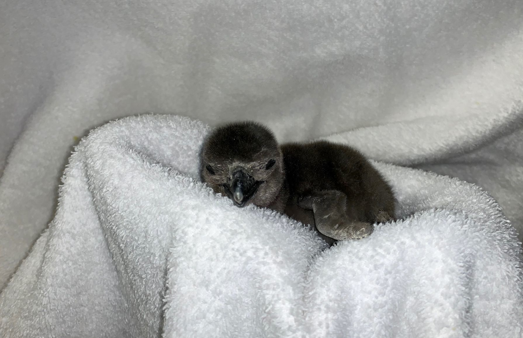 Baby African penguin, Racine Zoo